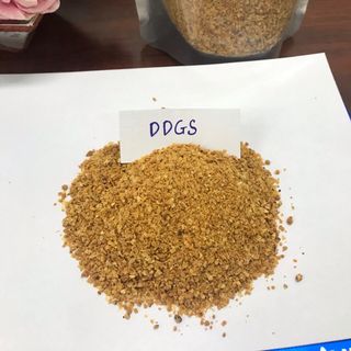 Bã bắp lên men (DDGS)