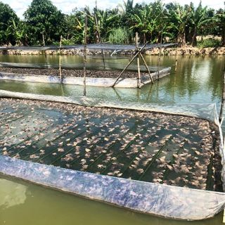 ĐÙI ẾCH ĐÔNG LẠNH GIÁ TỐT NHẤT THỊ TRƯỜNG