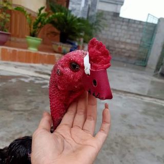 Bịt mỏ vần gà thái lan