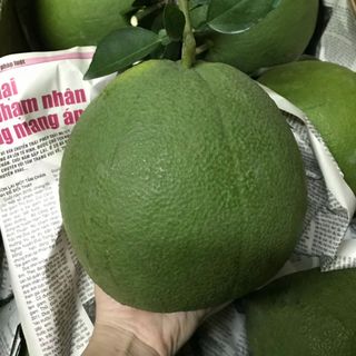 BƯỞI DA XANH - BẾN TRE