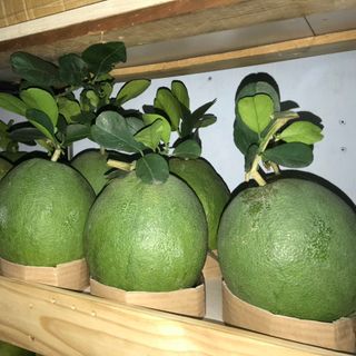 BƯỞI DA XANH - BẾN TRE