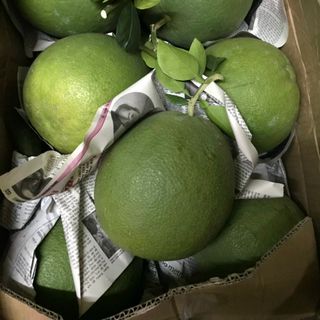 BƯỞI DA XANH - BẾN TRE