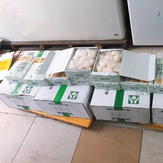 Cồi Sò Điệp Nhật Khổng Lồ 20-25c