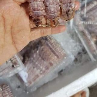 Tôm Tít Gạch Nõn Bóc Vỏ Sẵn