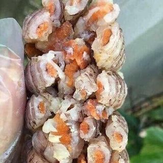 Tôm Tít Gạch Nõn Bóc Vỏ Sẵn