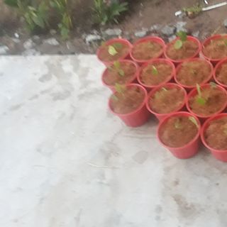 Cây cảnh monstera