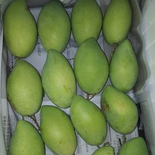 Xoài cát hòa lộc Vĩnh Xương