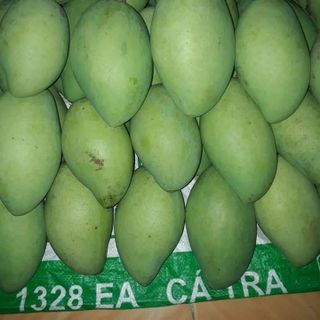 Xoài cát hòa lộc Vĩnh Xương
