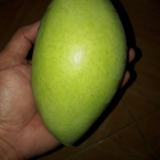 Xoài cát hòa lộc Vĩnh Xương