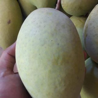Xoài cát hòa lộc Vĩnh Xương
