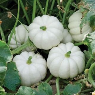 Hạt giống bí ngô mini nhiều màu Thái Lan