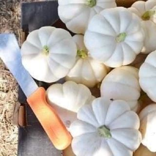 Hạt giống bí ngô mini nhiều màu Thái Lan