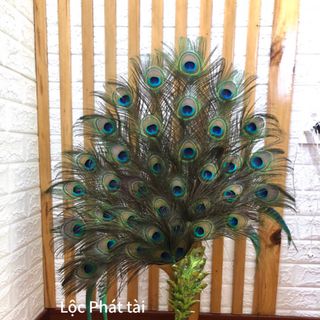 Lông công 70-80cm ...