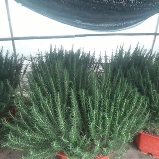 Các loại cây thơm và cây gia vị hit hot