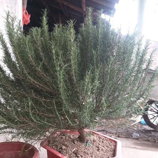 Các loại cây thơm và cây gia vị hit hot