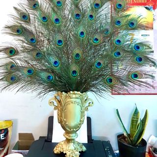 Lông công phong thuỷ