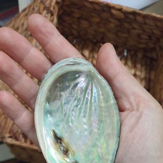 Vỏ bào ngư xanh loại nhỏ 9-10cm giá sỉ