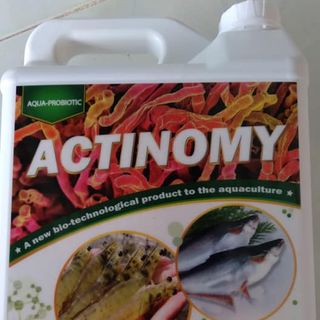 men vi sinh sống actinomy