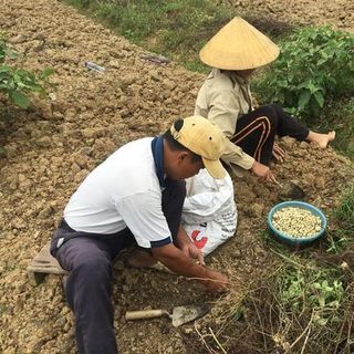 Hành Tăm Củ Nén Nghệ An