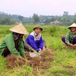 Hành Tăm Củ Nén Nghệ An