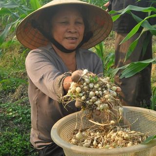 Hành Tăm Củ Nén Nghệ An