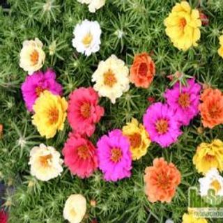 Hạt giống hoa mười giờ mỹ kép mix màu