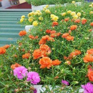 Hạt giống hoa mười giờ mỹ kép mix màu