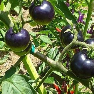 Hạt giống Cà chua đen INDIGO 5 hạt