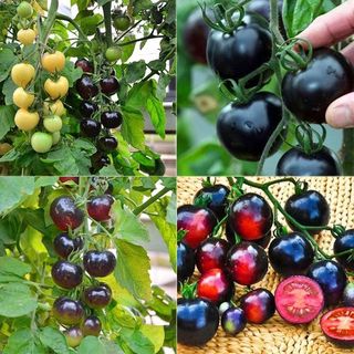 Hạt giống Cà chua đen INDIGO 5 hạt