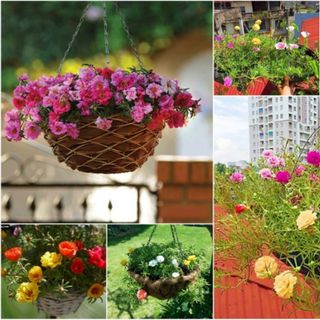 Hạt giống hoa mười giờ mỹ kép mix màu