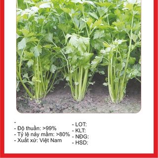 Hạt giống cần tây chịu nhiệt - 5gr