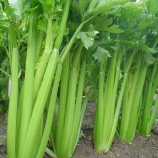 Hạt giống cần tây chịu nhiệt - 5gr