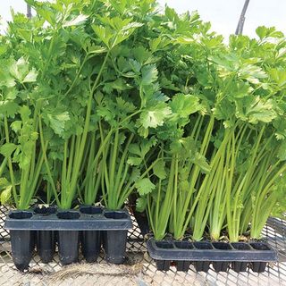 Hạt giống cần tây chịu nhiệt - 5gr