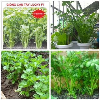 Hạt giống cần tây chịu nhiệt - 5gr