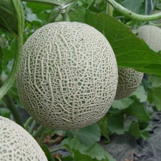 Hạt giống dưa lưới vàng