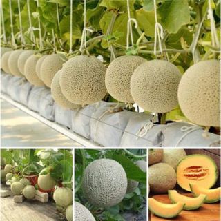 Hạt giống dưa lưới vàng
