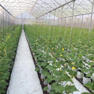 Hạt giống dưa lưới vàng