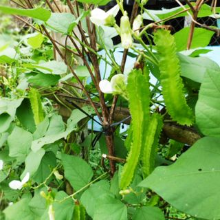 Hạt giống Đậu rồng cao sản 10g