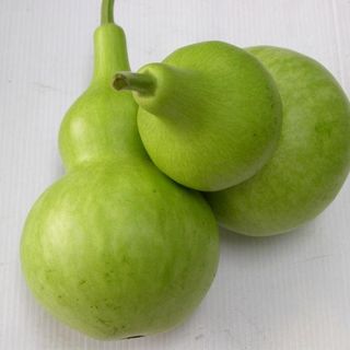 Hạt giống Bầu hồ lô Tiểu Long 257 1g
