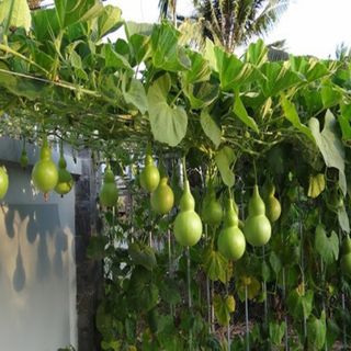 Hạt giống Bầu hồ lô Tiểu Long 257 1g