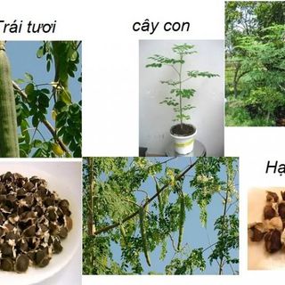 Hạt giống cây chùm ngây