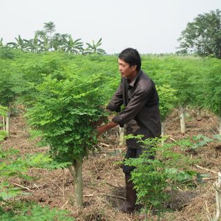 Hạt giống cây chùm ngây