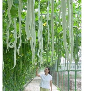 Hạt Giống Mướp Nhật quà dài [Mướp rắn] - 5 hạt