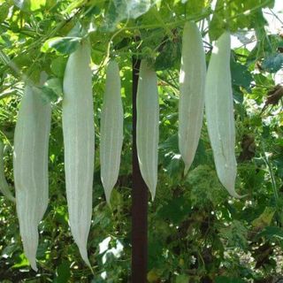 Hạt Giống Mướp Nhật quà dài [Mướp rắn] - 5 hạt