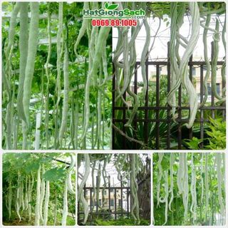 Hạt Giống Mướp Nhật quà dài [Mướp rắn] - 5 hạt