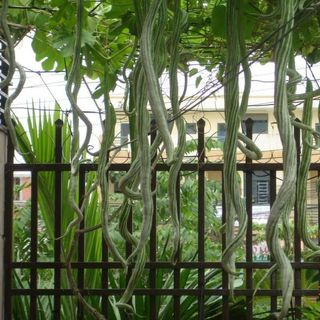 Hạt Giống Mướp Nhật quà dài [Mướp rắn] - 5 hạt
