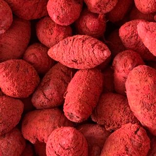 Nghệ củ xà cừ cho gà đá