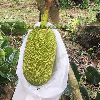 Cơ sở sản xuất túi bao trái cây