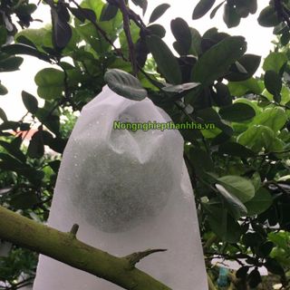 Tìm đại lý phân phối túi bao trái cây