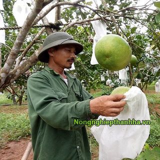 Tìm đại lý phân phối túi bao trái cây